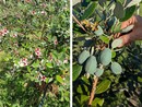 La pianta e il frutto della feijoa coltivate a Leggiuno La pianta e il frutto della feijoa coltivate a Leggiuno