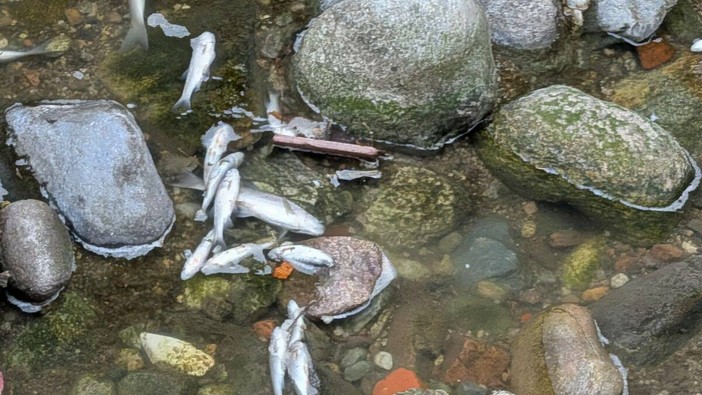 Alcuni pesci morti nel torrente Lura (foto tratta da IlSaronno.it)