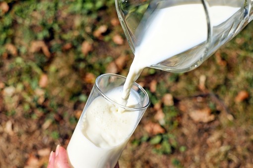 Caldo e siccità “asciugano” anche il latte: le vacche producono fino al 10% in meno