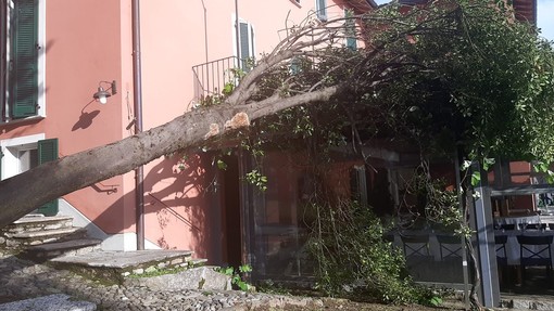 L'albero caduto alla Locanda Pozzetto in una foto dalla pagina Facebook del ristorante lavenese