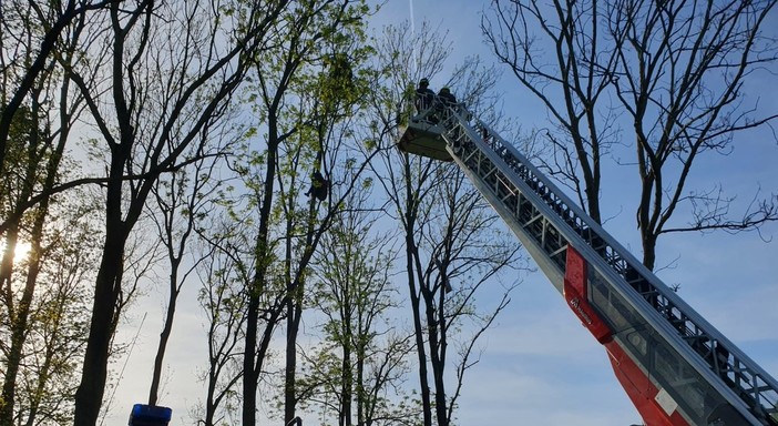 L'intervento dei vigili del fuoco a Laveno Mombello per salvare un deltaplanista rimasto incastrato su un albero a 12 metri di altezza