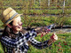 Cristina Guggiroli al lavoro nel suo campo di mirtilli al Pradaccio a Laveno Cristina Guggiroli al lavoro nel suo campo di mirtilli al Pradaccio a Laveno