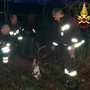 Il cervo soccorso dai vigili del fuoco a Lozza