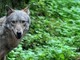 I "vanacciani" dell'Ossola contro i lupi: «La convivenza tra predatori e aziende agricole non è più possibile» I "vanacciani" dell'Ossola contro i lupi: «La convivenza tra predatori e aziende agricole non è più possibile»