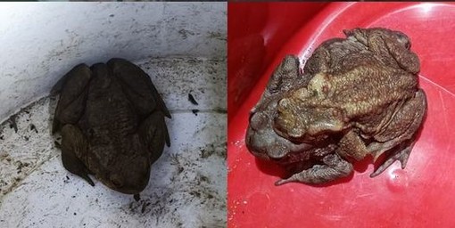Due esemplari di rospo salvati a Luvinate