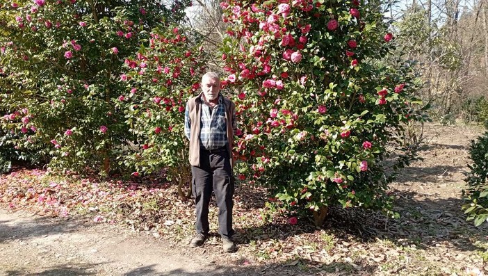 Enrica Gasparini nel suo Labirinto delle Camelie di Laveno Mombello Enrica Gasparini nel suo Labirinto delle Camelie di Laveno Mombello