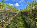 Anche la vendemmia 2024 conferma la crescita dei vini varesini: «Buona raccolta nonostante la pioggia»