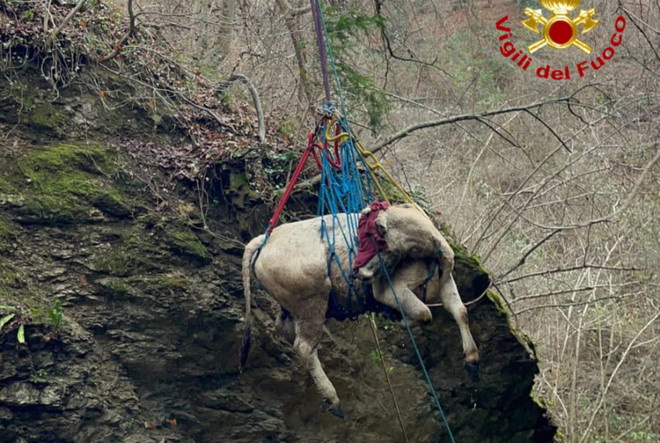Le complesse operazioni di salvataggio della mucca e dell'asino rimasti bloccati nei boschi di Masciago Primo Le complesse operazioni di salvataggio della mucca e dell'asino rimasti bloccati nei boschi di Masciago Primo