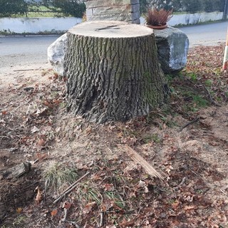 Il moncone che resta dopo l'abbattimento della quercia nella frazione di Crugnola a Mornago