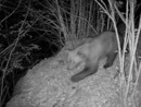 Avvistato un secondo orso nel Verbano Cusio Ossola? Avvistato un secondo orso nel Verbano Cusio Ossola?