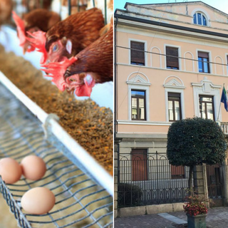 Influenza aviaria a Olgiate Olona, emergenza conclusa: revocate le zone di protezione e sorveglianza