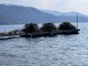 Le fascine per la riproduzione del pesce persino pronte per essere calate nel lago Maggiore