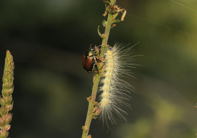 Come difendersi da zanzare e specie invasive: ad Angera tavola rotonda su impatti e soluzioni