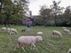 Pecore a Cascina dei poveri, Busto. Nell'immagine in fondo all'articolo, il gregge a Gallarate, viale Milano