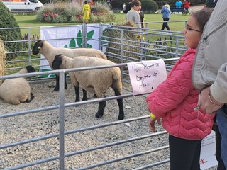 Alcune immagini della festa del Ponte del Sorriso ai Giardini Estensi Alcune immagini della festa del Ponte del Sorriso ai Giardini Estensi