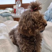 Ariel al lavoro, in grembo a una paziente allettata