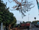 L'abbattimento del "pino del Maderna" (foto dalla pagina Facebook della Pro Loco) L'abbattimento del "pino del Maderna" (foto dalla pagina Facebook della Pro Loco)