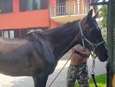 Il cavallo Willy in una foto tratta dalla pagina Facebook della Pro Loco Ranco Il cavallo Willy in una foto tratta dalla pagina Facebook della Pro Loco Ranco