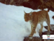 VIDEO. La lince torna a farsi vedere in Ossola: nuovi avvistamenti confermati da un video VIDEO. La lince torna a farsi vedere in Ossola: nuovi avvistamenti confermati da un video