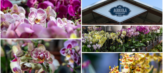 All'Agricola ogni giorni orchidee protagoniste (sotto in gallery l'area dedicata): dall'11 al 13 settembre torna la rassegna "Varese Orchidea"