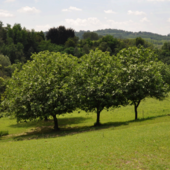 Da Bizzozero a Capolago, ma non solo. Al via le gite nel Plis Cintura Verde Sud tra storia, cultura e natura