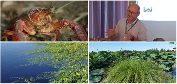 In alto a sinistra gambero americano, sotto la ludwigia infestante e i fiori di loro. In alto a sinistra Il dottor Eugenio Gervasini