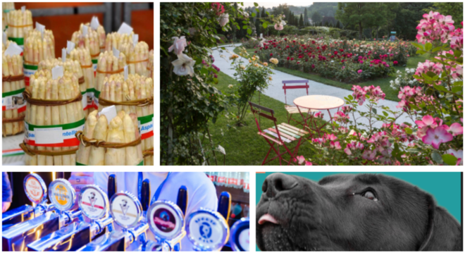Fine settimana al sapore d'estate con eventi per tutti: dall'asparago di Cantello alle rose di Induno, dalla birra della schiranna ai più bei musi di Varese ai Giardini Estensi Fine settimana al sapore d'estate con eventi per tutti: dall'asparago di Cantello alle rose di Induno, dalla birra della schiranna ai più bei musi di Varese ai Giardini Estensi
