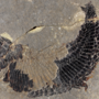 Un pesce di 240 milioni di anni fa porta il nome del Verbano Un pesce di 240 milioni di anni fa porta il nome del Verbano