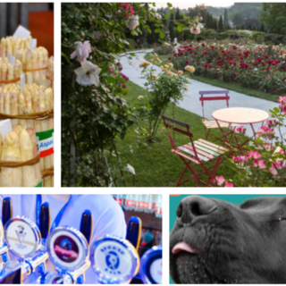 Fine settimana al sapore d'estate con eventi per tutti: dall'asparago di Cantello alle rose di Induno, dalla birra della schiranna ai più bei musi di Varese ai Giardini Estensi