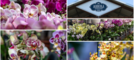 All'Agricola ogni giorni orchidee protagoniste (sotto in gallery l'area dedicata): dall'11 al 13 settembre torna la rassegna "Varese Orchidea"