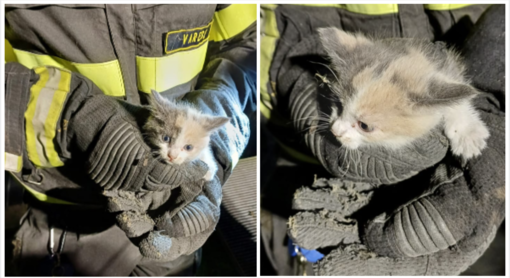 Gattino intrappolato nella grata dell'aerazione: salvato dai vigili del fuoco