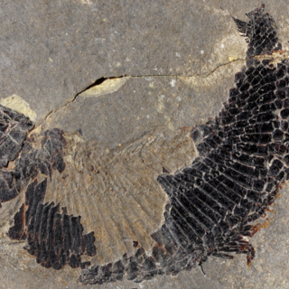 Un pesce di 240 milioni di anni fa porta il nome del Verbano