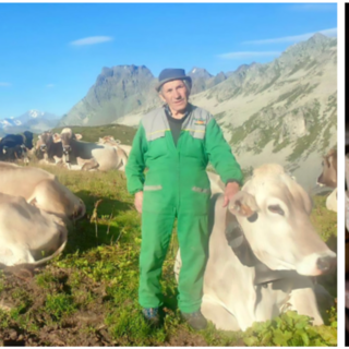 Torna il Bettelmatt: il formaggio d’alpe che racconta l’Alta Ossola Torna il Bettelmatt: il formaggio d’alpe che racconta l’Alta Ossola