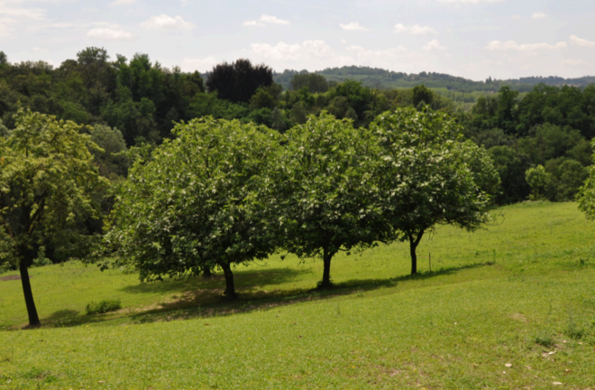 Da Bizzozero a Capolago, ma non solo. Al via le gite nel Plis Cintura Verde Sud tra storia, cultura e natura Da Bizzozero a Capolago, ma non solo. Al via le gite nel Plis Cintura Verde Sud tra storia, cultura e natura