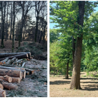 A sinistra la pulizia in corso per la nuova selva castantile e a destra quella già esistente
