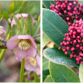 A sinistra l’helleboro - la cosiddetta rosa di Natale - illumina i giardini ombrosi con fioriture eleganti quando tutto il resto tace; a destra la skimmia con le sue gemme rosate che esplodono a fine inverno
