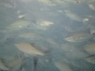 Alcune immagini dei fondali del lago di Varese tratte dai video girati dal drone subacqueo di Marco Gaspari