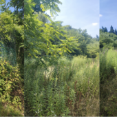 Lo stato del campo Greov a Giubiano