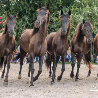 Ad Angera arrivano i cavalli in libertà di Jean François Pignon