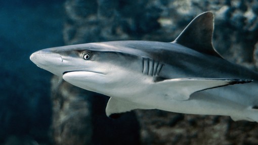 Morso da uno squalo in Colombia, muore un turista italiano