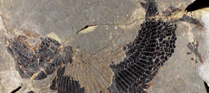Un pesce di 240 milioni di anni fa porta il nome del Verbano Un pesce di 240 milioni di anni fa porta il nome del Verbano
