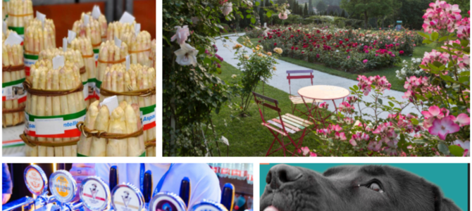 Fine settimana al sapore d'estate con eventi per tutti: dall'asparago di Cantello alle rose di Induno, dalla birra della schiranna ai più bei musi di Varese ai Giardini Estensi Fine settimana al sapore d'estate con eventi per tutti: dall'asparago di Cantello alle rose di Induno, dalla birra della schiranna ai più bei musi di Varese ai Giardini Estensi