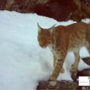 VIDEO. La lince torna a farsi vedere in Ossola: nuovi avvistamenti confermati da un video VIDEO. La lince torna a farsi vedere in Ossola: nuovi avvistamenti confermati da un video