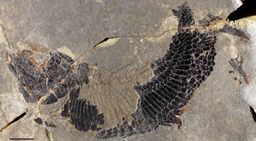 Un pesce di 240 milioni di anni fa porta il nome del Verbano Un pesce di 240 milioni di anni fa porta il nome del Verbano