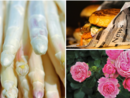 A SPASSO NEL WEEKEND. Una provincia baciata dal sole propone mille eventi: prosegue la Fiera dell'Asparago a Cantello, street food a Gavirate, sagra del cervo a Caldè e Festa delle Rose a Induno A SPASSO NEL WEEKEND. Una provincia baciata dal sole propone mille eventi: prosegue la Fiera dell'Asparago a Cantello, street food a Gavirate, sagra del cervo a Caldè e Festa delle Rose a Induno