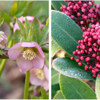 A sinistra l’helleboro - la cosiddetta rosa di Natale - illumina i giardini ombrosi con fioriture eleganti quando tutto il resto tace; a destra la skimmia con le sue gemme rosate che esplodono a fine inverno A sinistra l’helleboro - la cosiddetta rosa di Natale - illumina i giardini ombrosi con fioriture eleganti quando tutto il resto tace; a destra la skimmia con le sue gemme rosate che esplodono a fine inverno