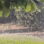 La grandinata su Cuasso al Monte (foto tratta da un video sulla pagina Facebook di Natural Meteo)