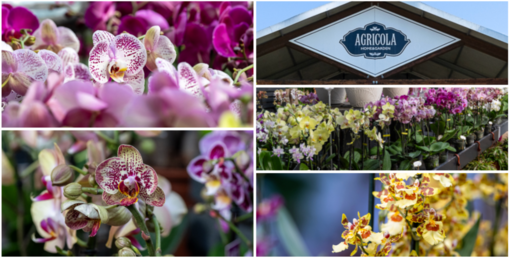 All'Agricola ogni giorni orchidee protagoniste (sotto in gallery l'area dedicata): dall'11 al 13 settembre torna la rassegna "Varese Orchidea"