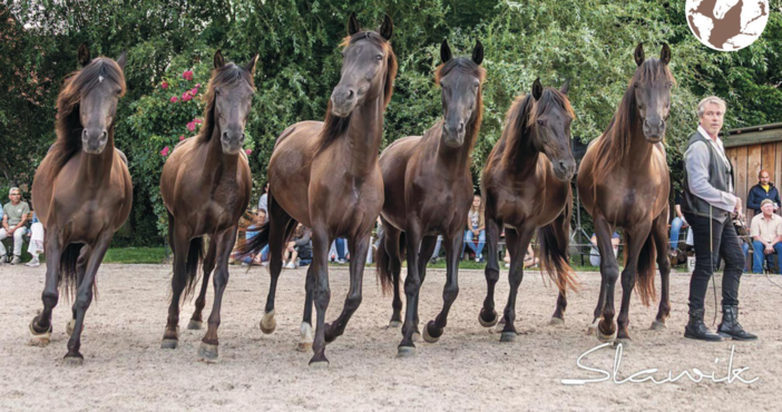 Ad Angera arrivano i cavalli in libertà di Jean François Pignon