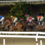 Successo e spettacolo alla Settima Giornata di corse al Varese Park Racecourse